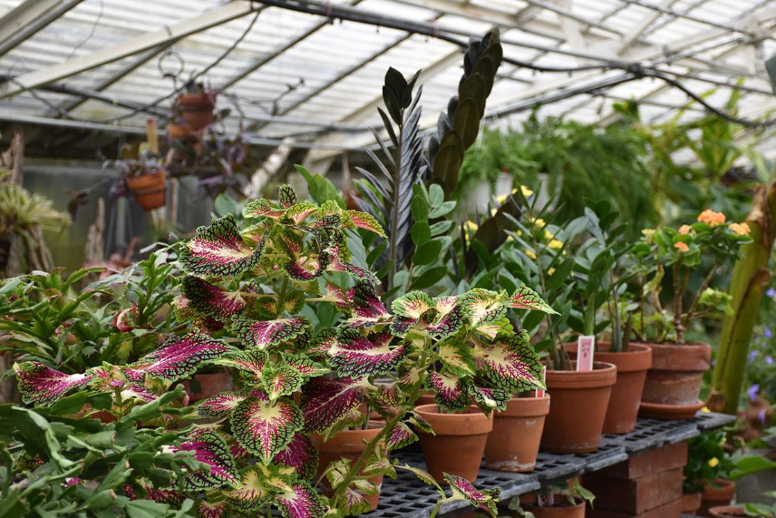 Photograph of houseplants in the Conservatory Greenhouse.