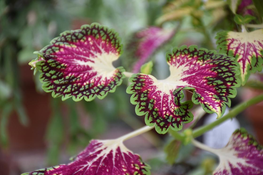 Photograph of coleus