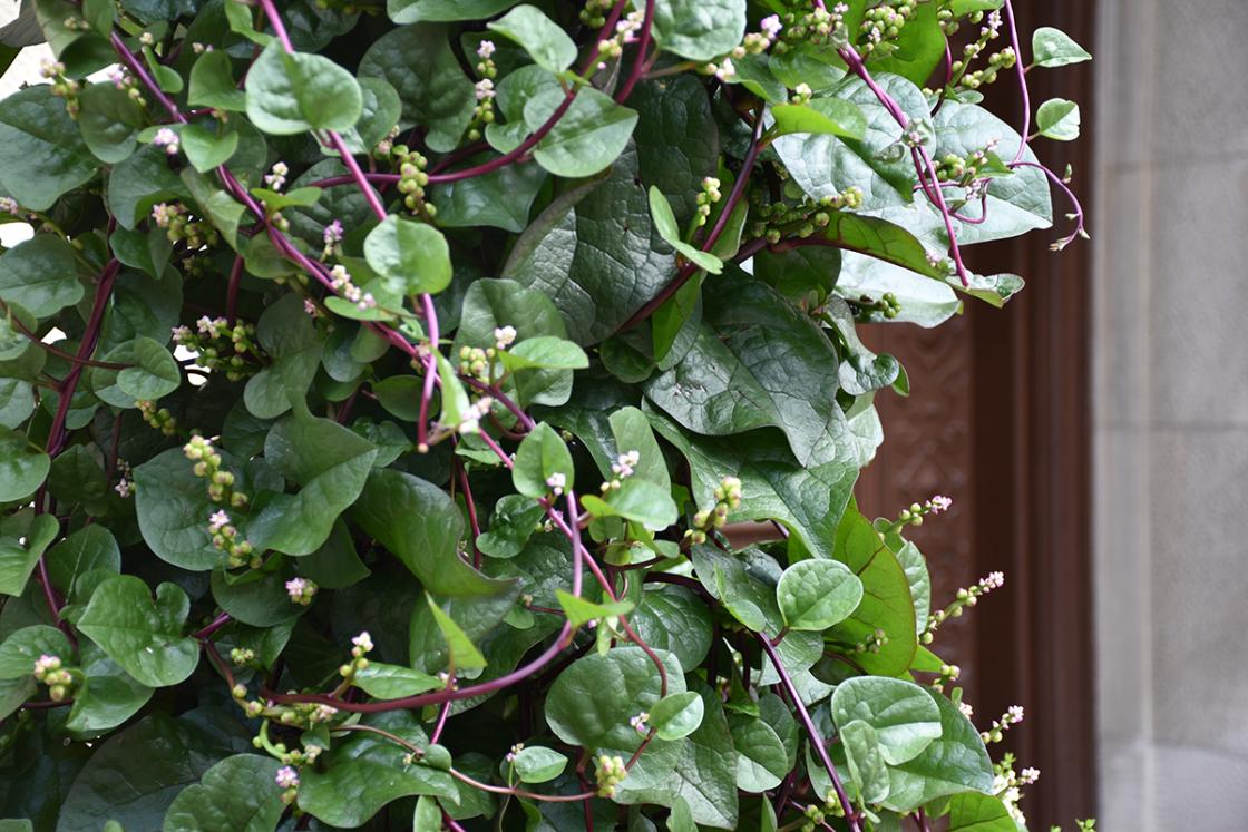 Photograph of Malabar spinach at Cranbrook House & Gardens, taken August 8, 2019.