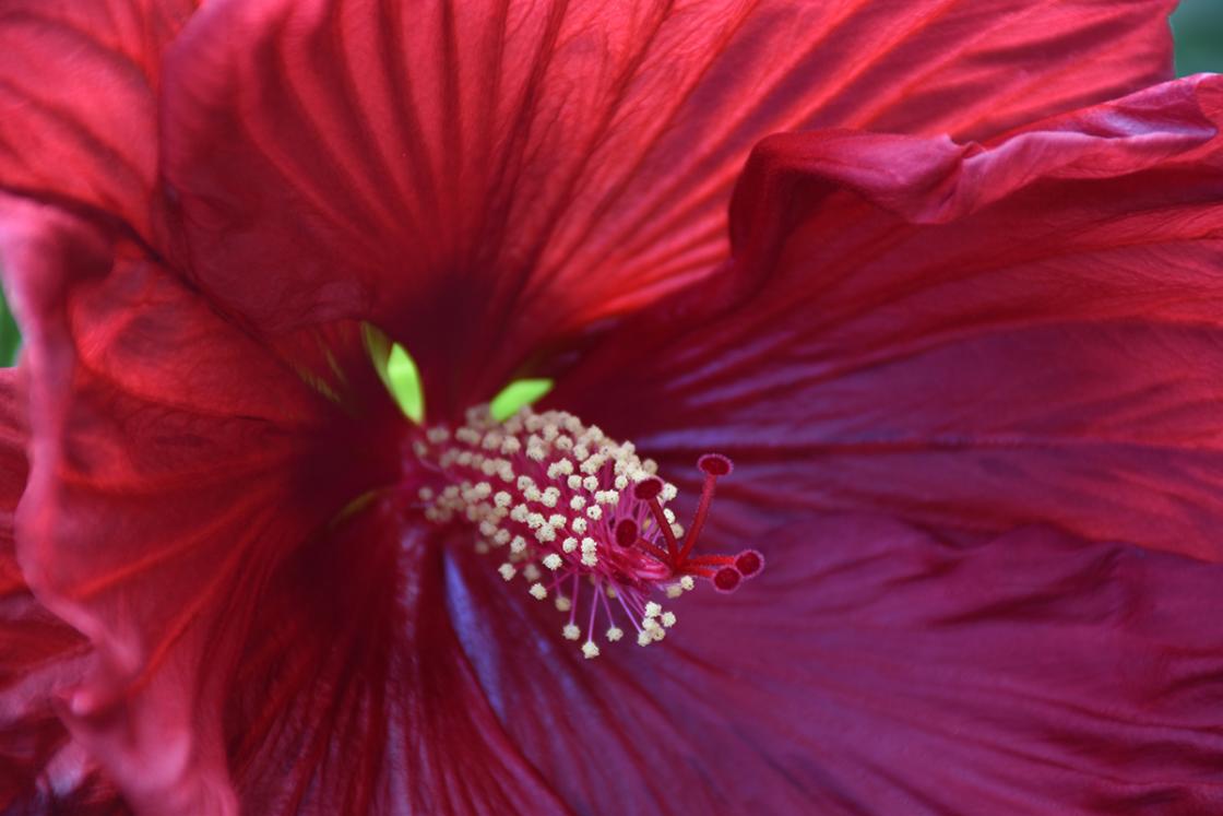 Photograph of hibiscus in the Sundial Garden at Cranbrook House & Gardens, August 2019.