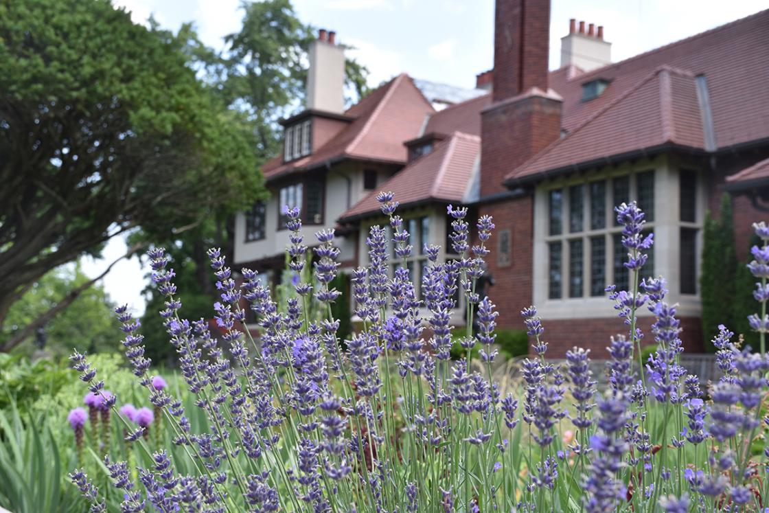 Photograph of the West/Library Terrace at Cranbrook House & Gardens, Summer 2018. Photograph by Eric Franchy. Copyright Cranbrook House & Gardens.