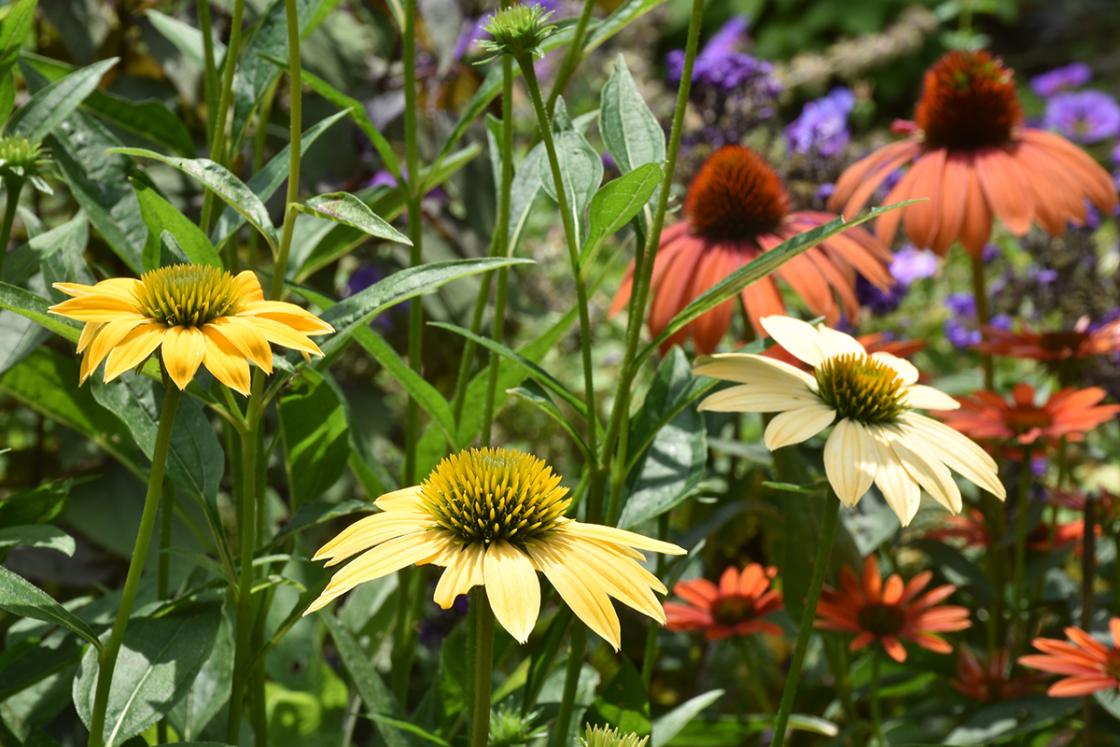 Photograph of flowers in the Herb Garden at Cranbrook House & Gardens, 2018.