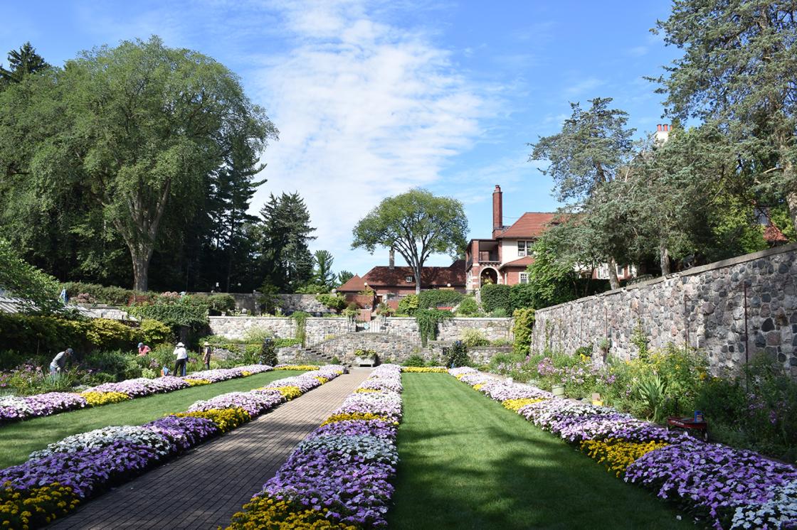 Photograph of volunteers working in the Sunken Garden at Cranbrook House & Gardens, August 2019. Photography by Eric Franchy.