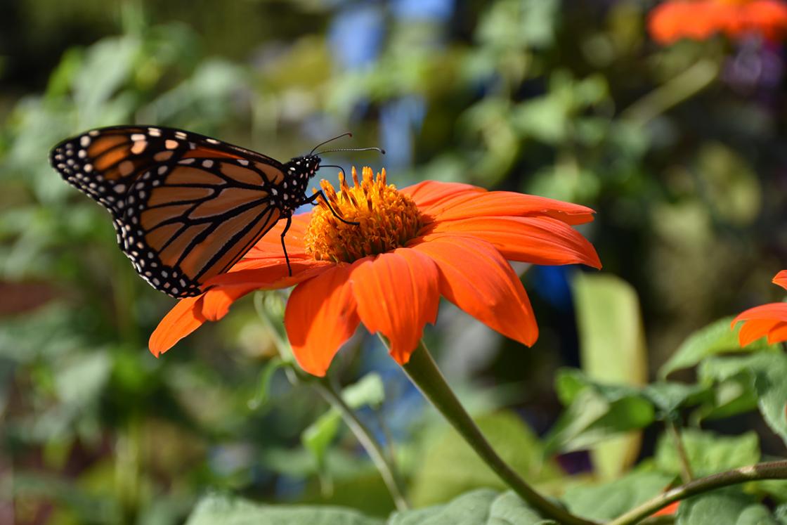 Photograph of a butterfly in the Butterfly Garden at Cranbrook Gardens.