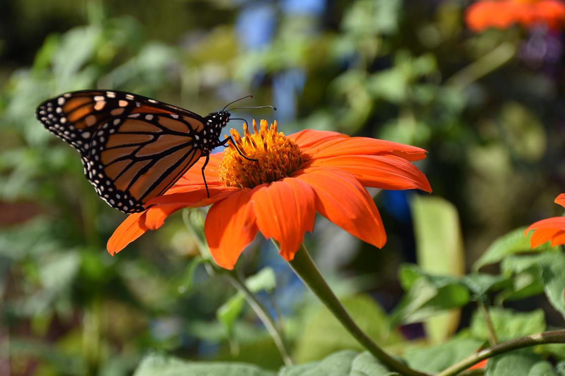 Photograph of a butterfly in the Butterfly Garden at Cranbrook.