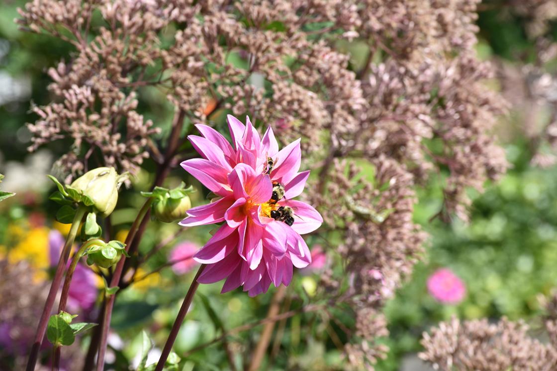 Photograph of a bee on a dahlia in the Butterfly Garden at Cranbrook House & Gardens, August 2019.