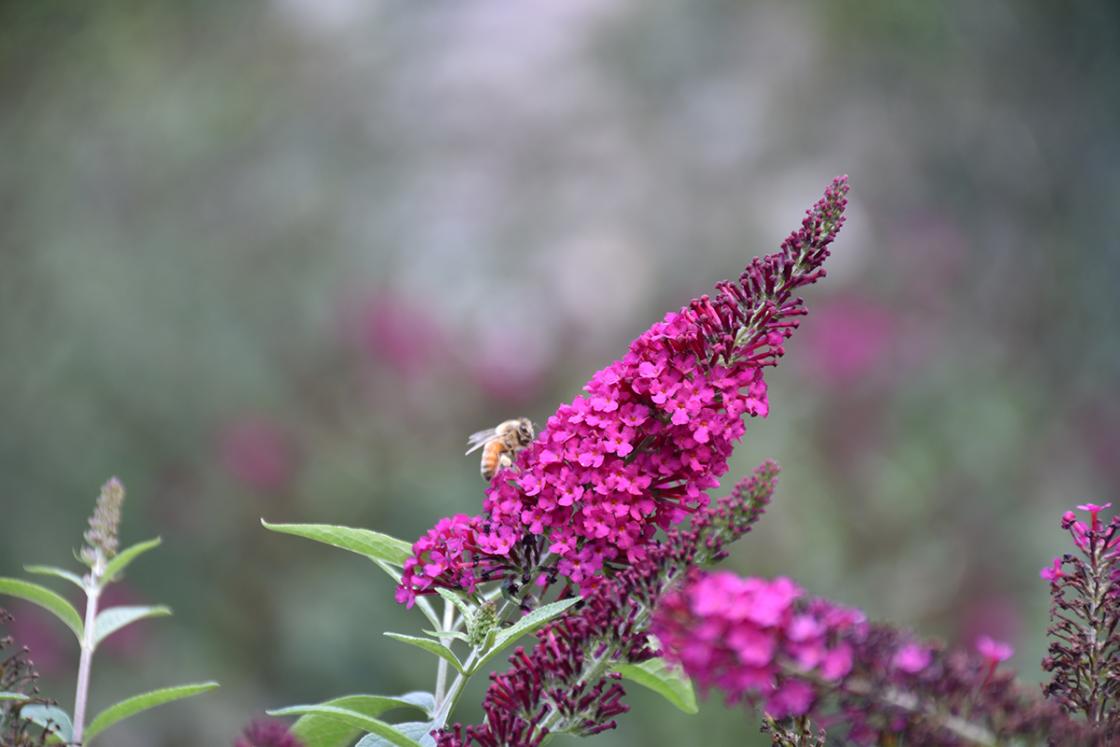Photograph of Buddleia (butterfly bush) on Daffodil Hill at Cranbrook House & Gardens, September 2019.