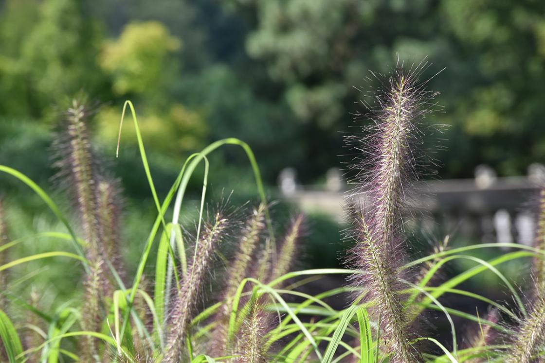 Photograph of Pennisetum alopecuroides (fountain grass) in the Texture Garden at Cranbrook House & Gardens, September 2019.