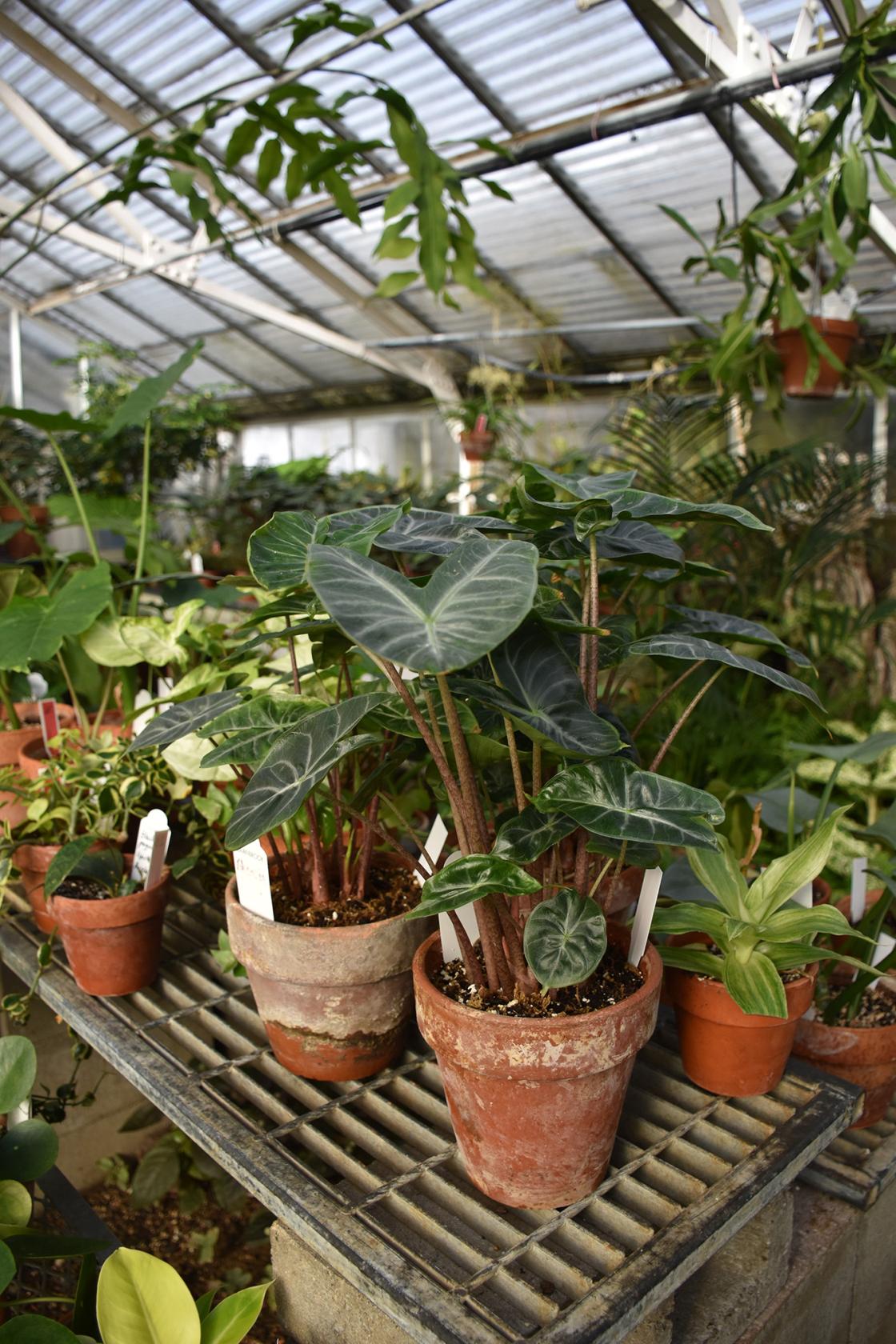 Photograph of houseplants in the Cranbrook Greenhouse.