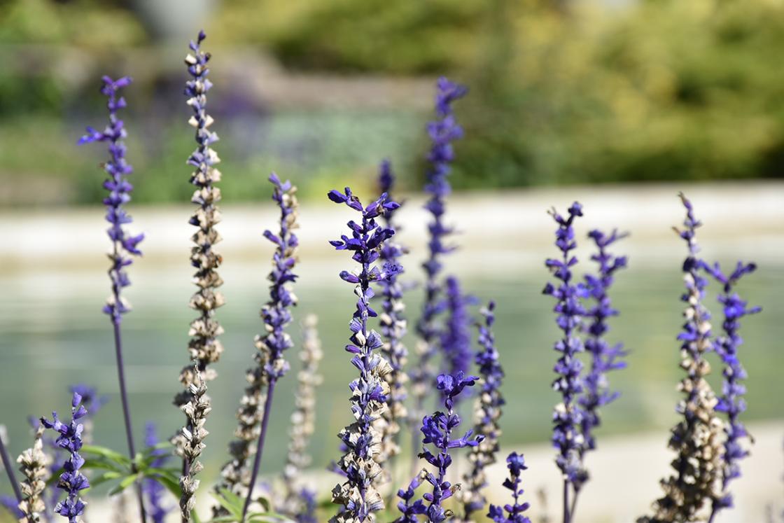 Photograph of Russian sage by the Reflecting Pool at Cranbrook House & Gardens, October 2019.