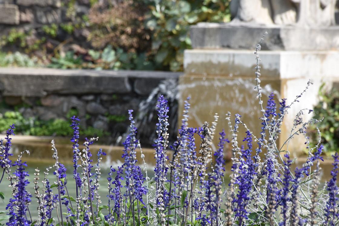 Photograph of Russian sage by the Reflecting Pool at Cranbrook House & Gardens, October 2019.