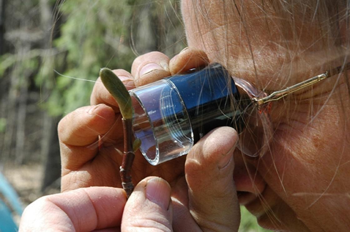 Photograph of Advanced Master Gardener Janet Macunovich studying a plant.