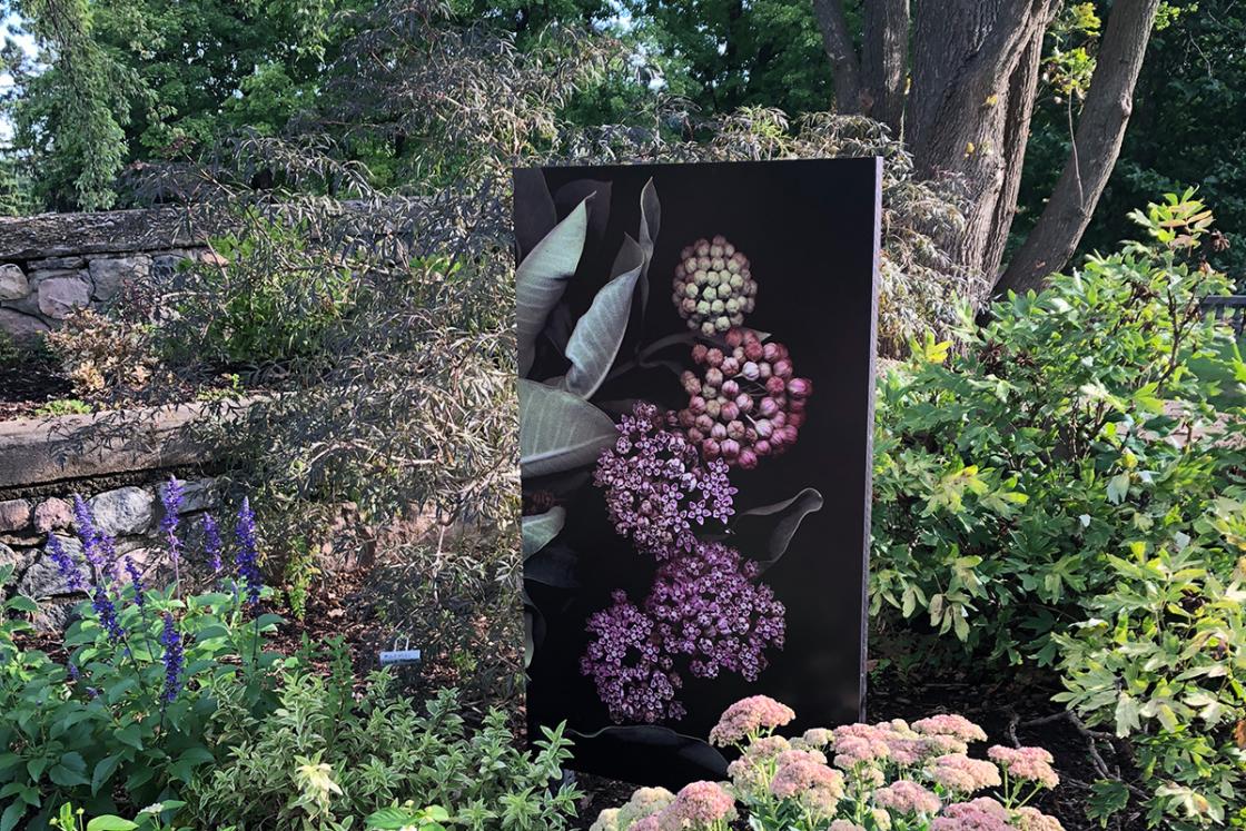 Photograph of Laurie Tennent's botanicals at Cranbrook Gardens.