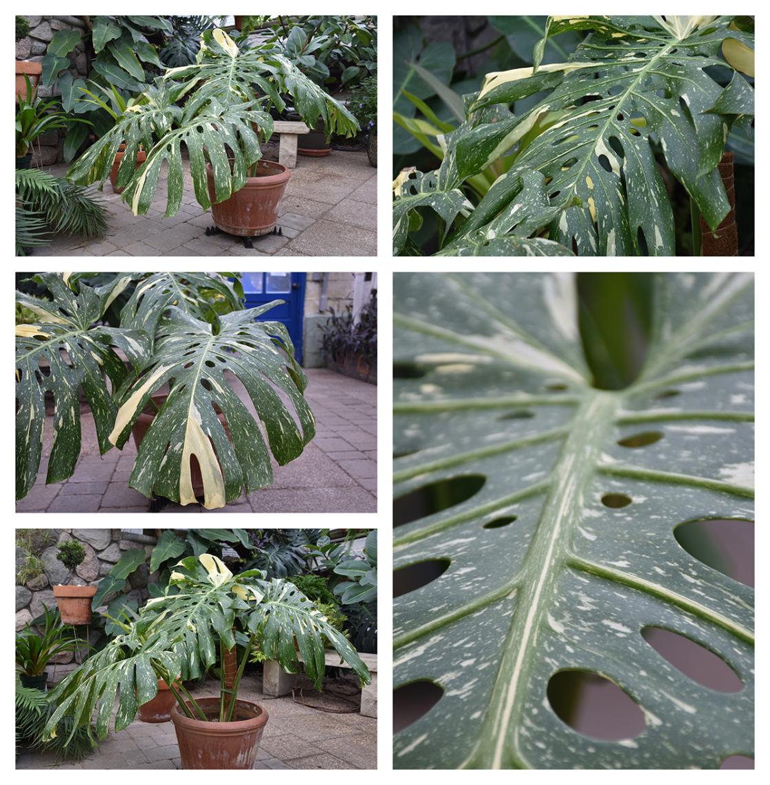 Collage of Monstera Thai Constellation photos taken in the Conservatory Greenhouse.