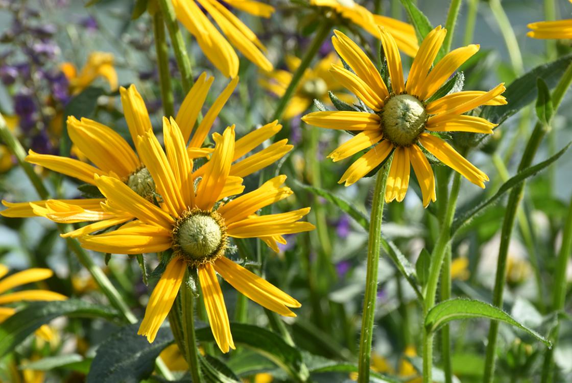 Photograph of Rudbeckia (Irish Eyes) by the Reflecting Pool at Cranbrook House & Gardens, taken Saturday, August 3, 2019.